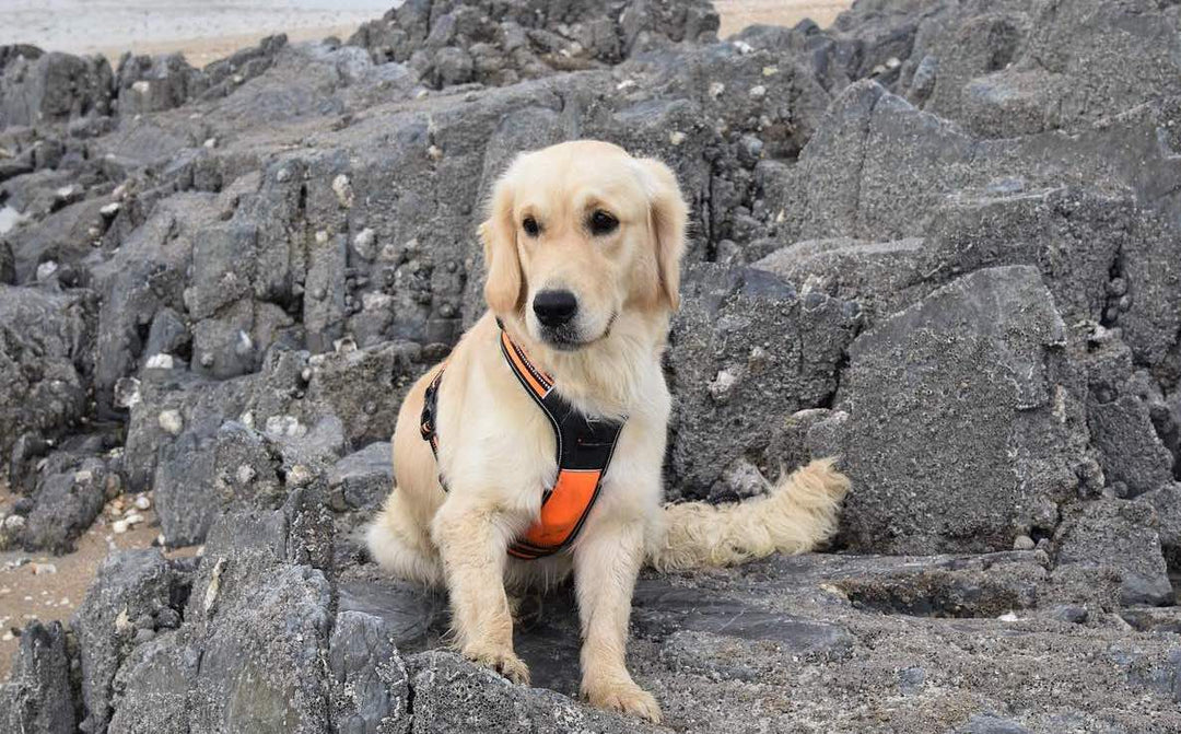 Choisir le Harnais Idéal pour votre Chiot : Sécurité, Confort et Croissance