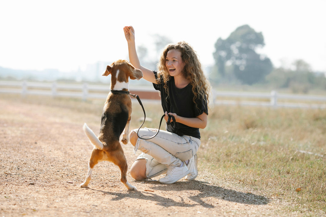 Quelles friandises donner à votre boule de poils ? Le manuel du dressage canin gourmand !