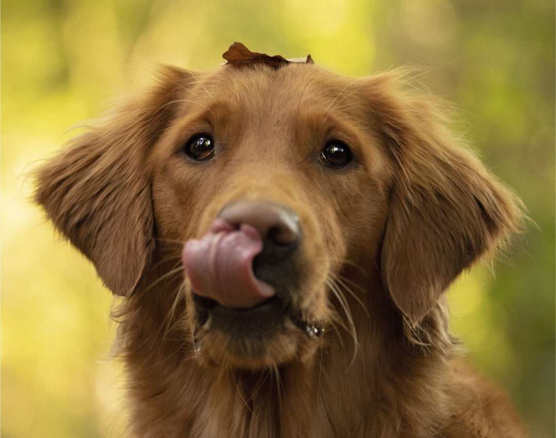 Les signaux d'apaisement du chien