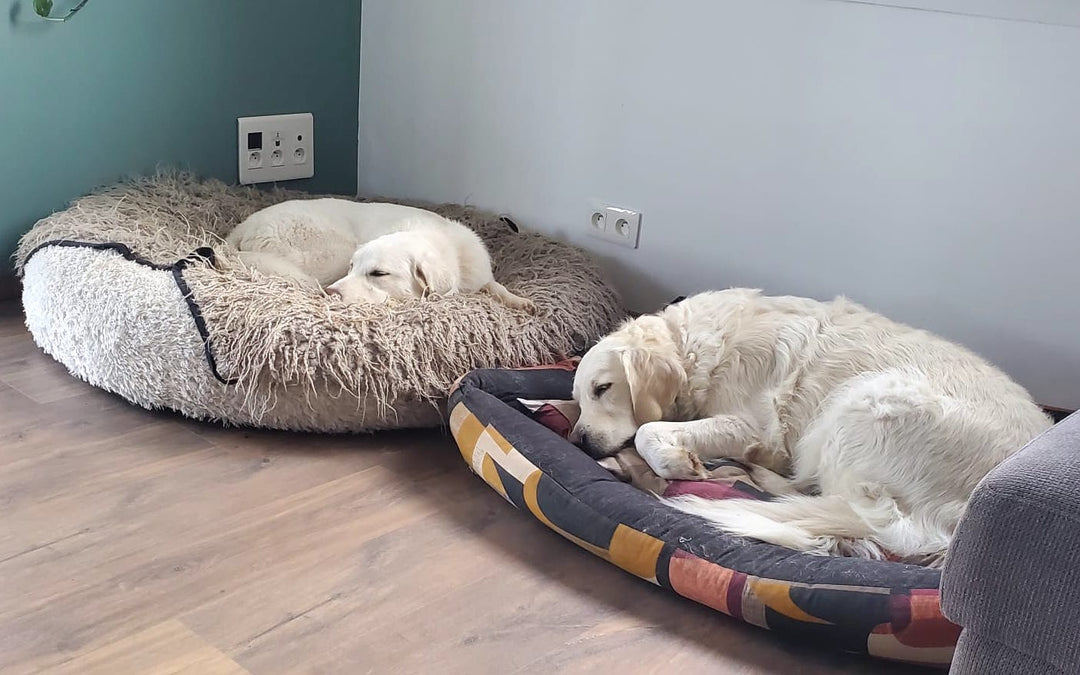 Le Sommeil Paradoxal du Chien : Et si vous étiez le héros de ses rêves ? 🐾💤