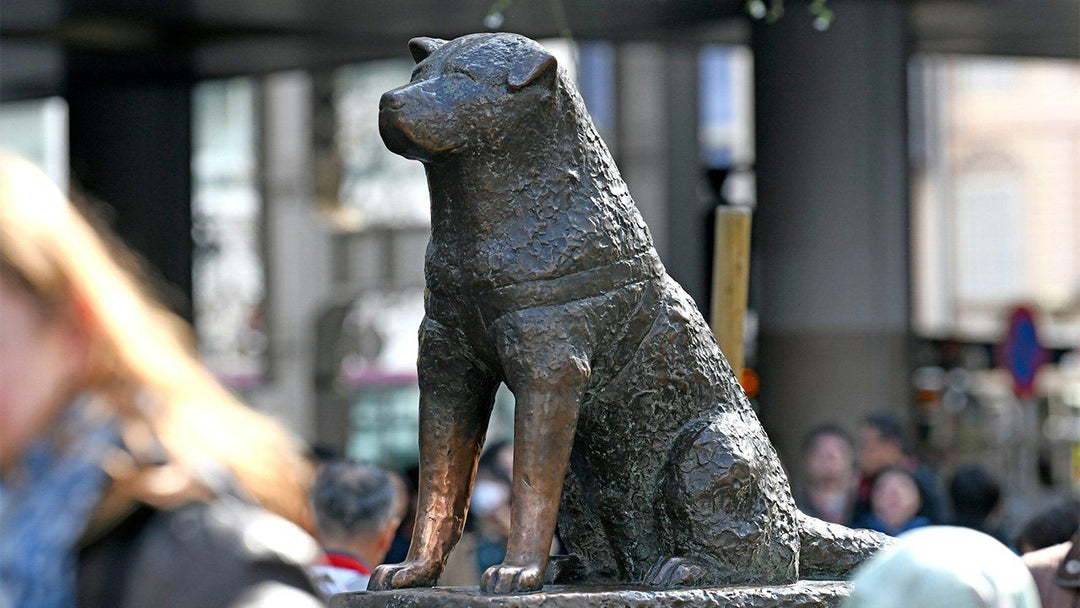 Hachiko : l'histoire vraie du chien le plus fidèle du monde