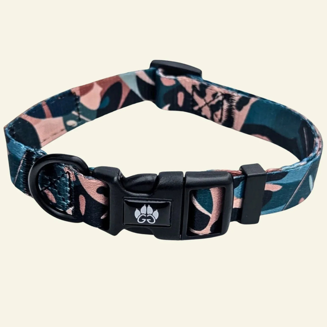 Colliers pour chiens : colorés, originaux et robustes