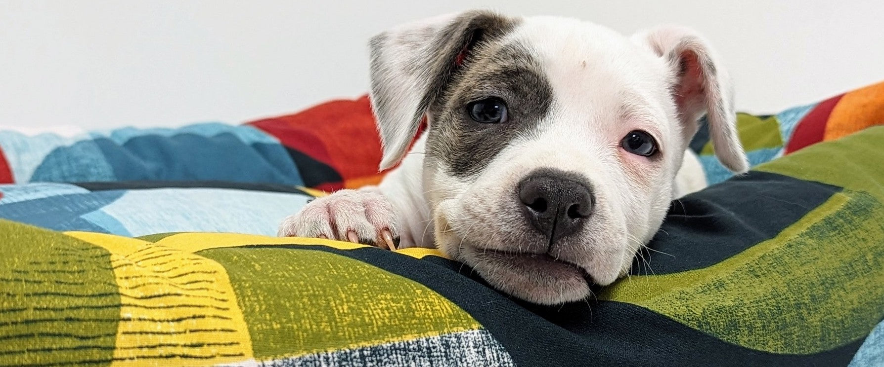 Coussin et panier tendances et confortables pour votre chien