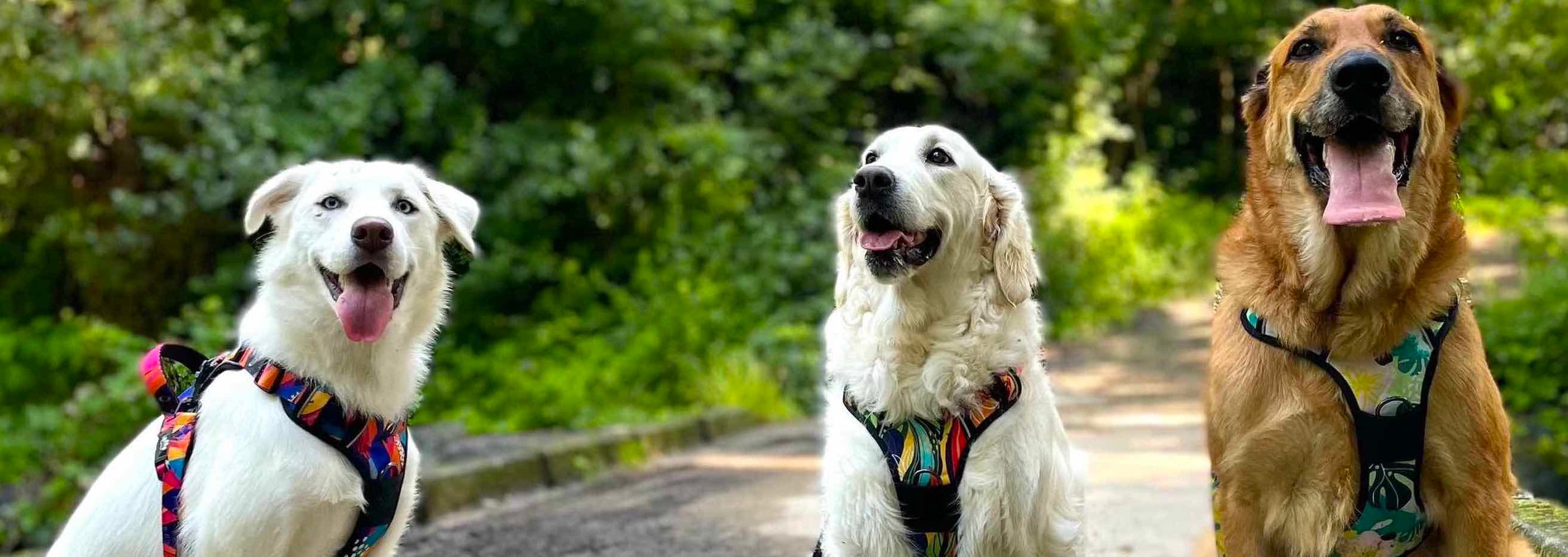 Harnais originaux et confortables pour chien