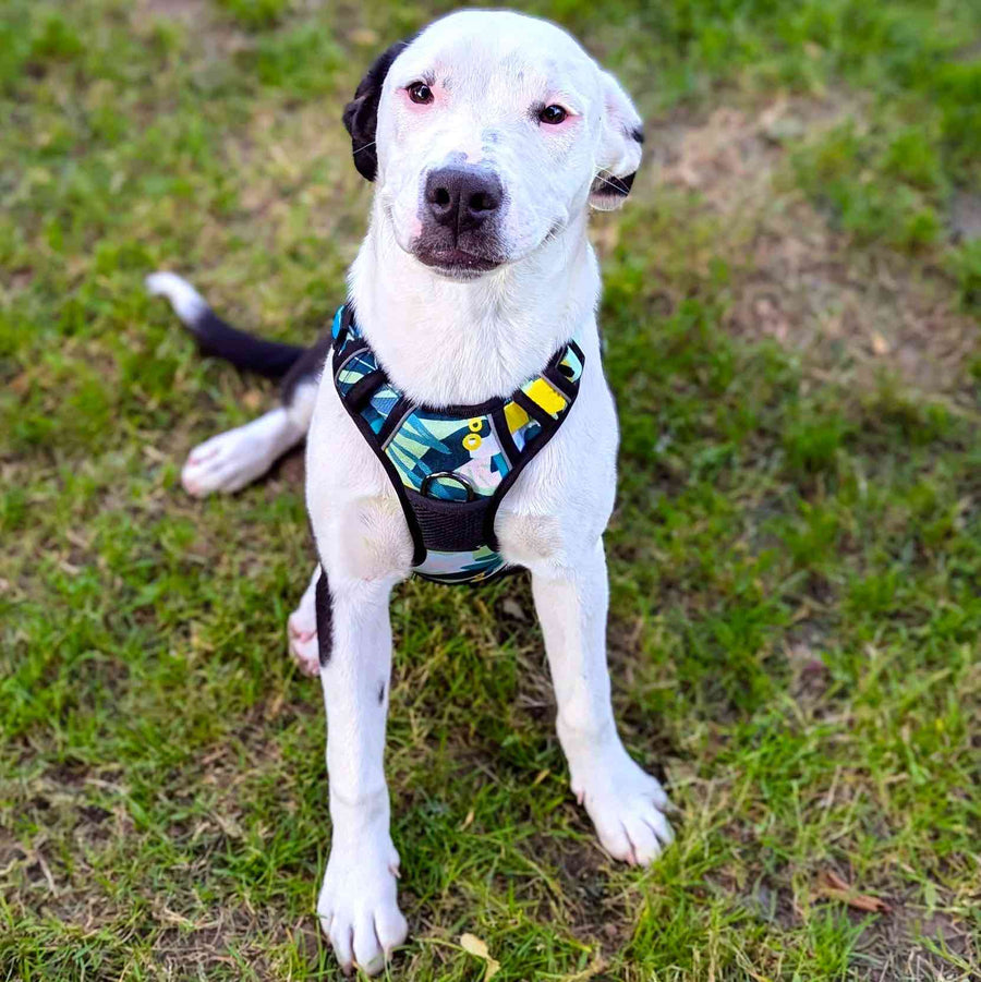 Chien noir et blanc trop mignon, assis dans l'herbe, portant le harnais Récif vert jaune et turquoise 