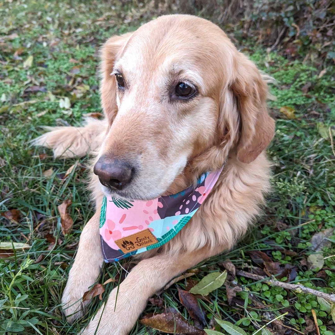 Bandana pour chien Cactus