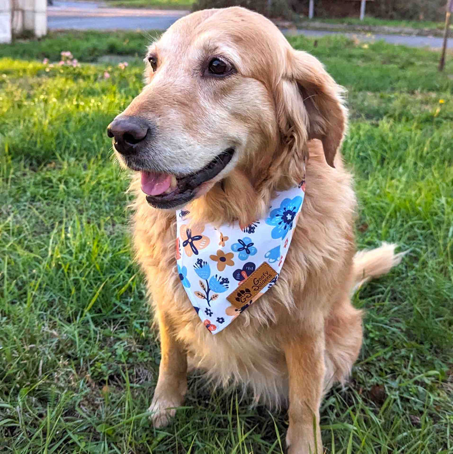 Bandana à nouer, aux couleurs du printemps bleu et orange porté par un chien golden retriever qui sourit