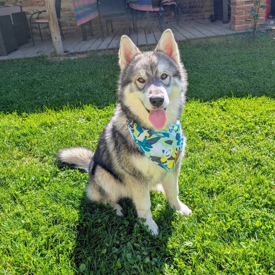 Malamute jeune, assis sur l'herbe et portant de face le collier à enfiler de la collection Récif aux couleurs vert, turquoise et jaune