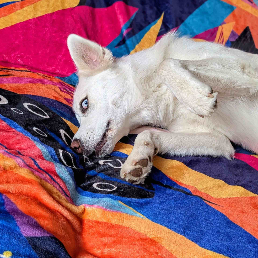 Un chien blanc s’amuse et fait le fou sur un plaid Panache aux couleurs vives.