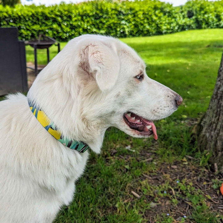 Collier chien Récif orignal aux couleurs turquoise, bleu et jaune porté par un chien qui a la bouche ouverte. On voit le collier de côté