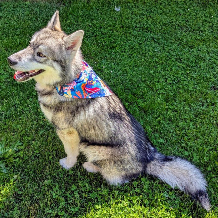 Vu de profil d'un chien assis dans l'herbe portant sur le dos le collier bandana Lagon.
