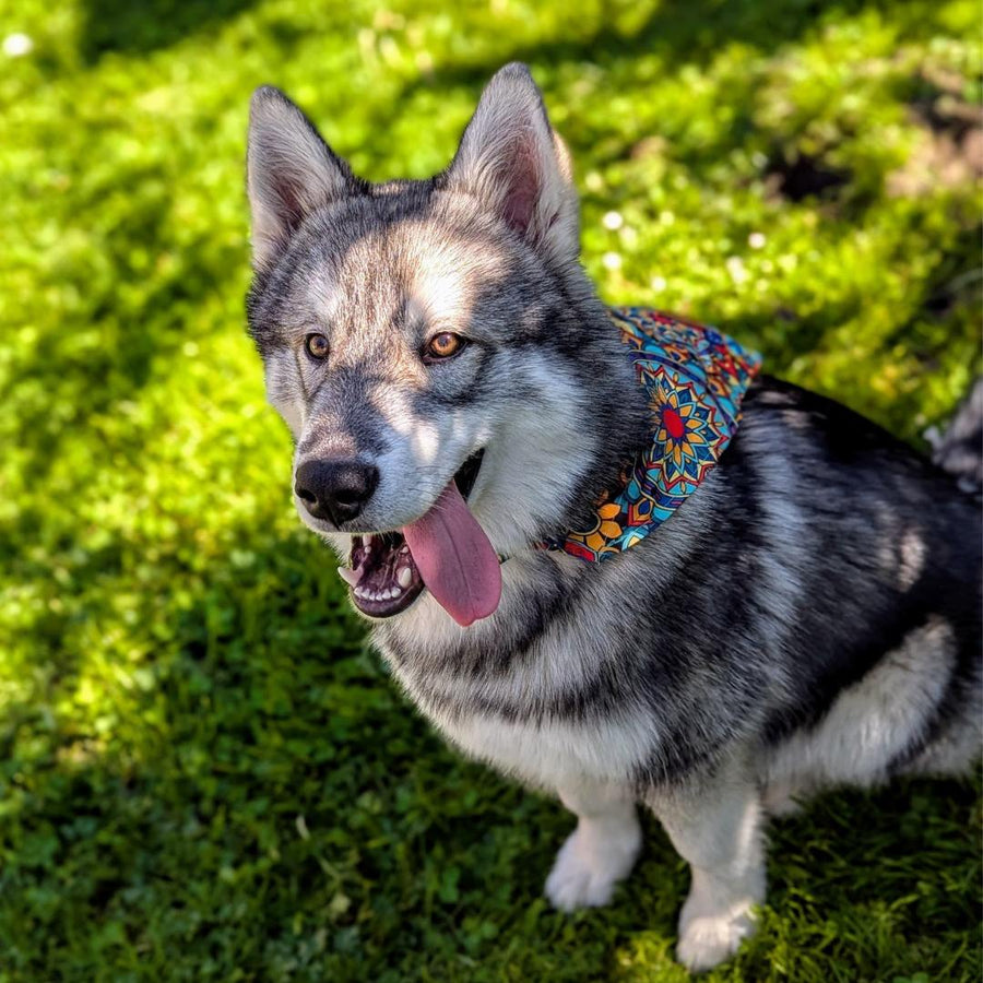 Chien assis avec la lanque pendante , qui porte le bandana de la gamme Mandala.