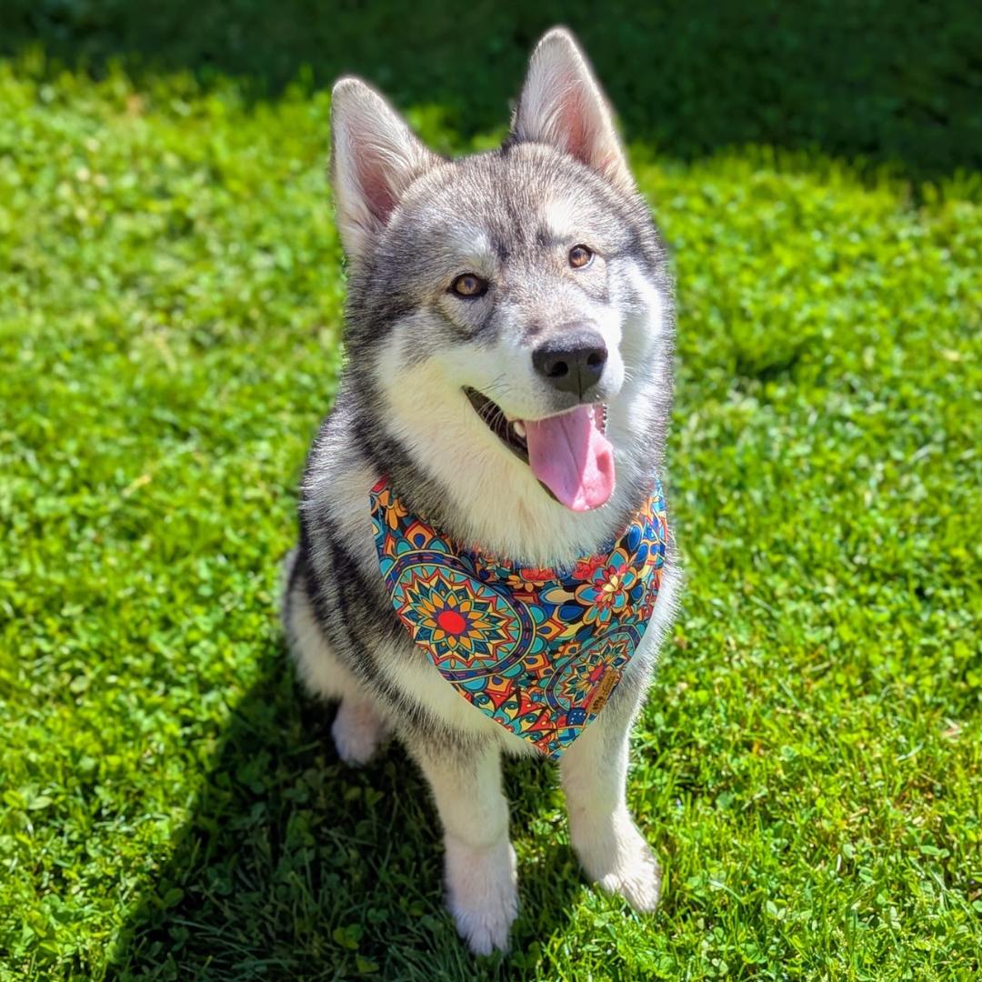 Malamute assis dans l'herbe portant le collier bandana Manadala aux couleurs vives de jaune,bleu, rouge et vert.