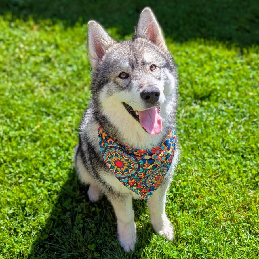 Malamute assis dans l'herbe portant le collier bandana Manadala aux couleurs vives de jaune,bleu, rouge et vert.