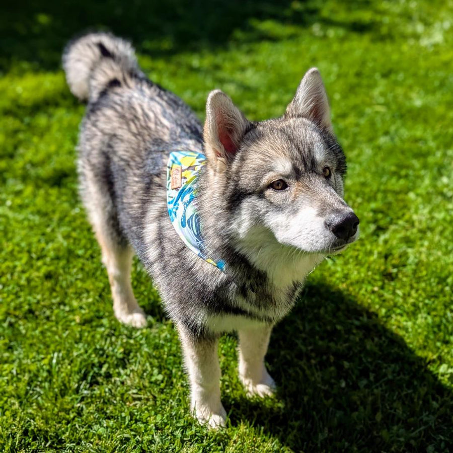 Chien croisé malamute portant le collier bandana coloré de la collection Récif. Le bandana est porté sur le dos du chien