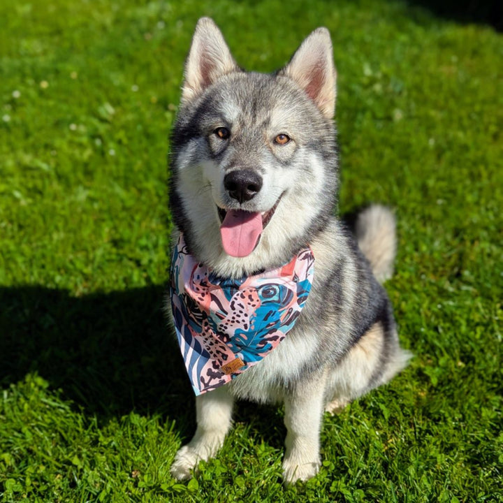 Un chien heureux est assis dans l'herbe, portant un bandana aux teintes marron, vert et beige, avec des motifs de feuillages et de tâches de léopard.