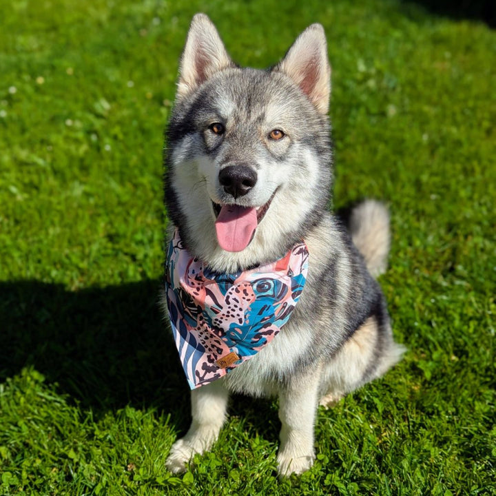 Chien assis de face avec le sourire, qui porte le collier bandana Savane aux mélanges de couleurs marron , vert et beige.