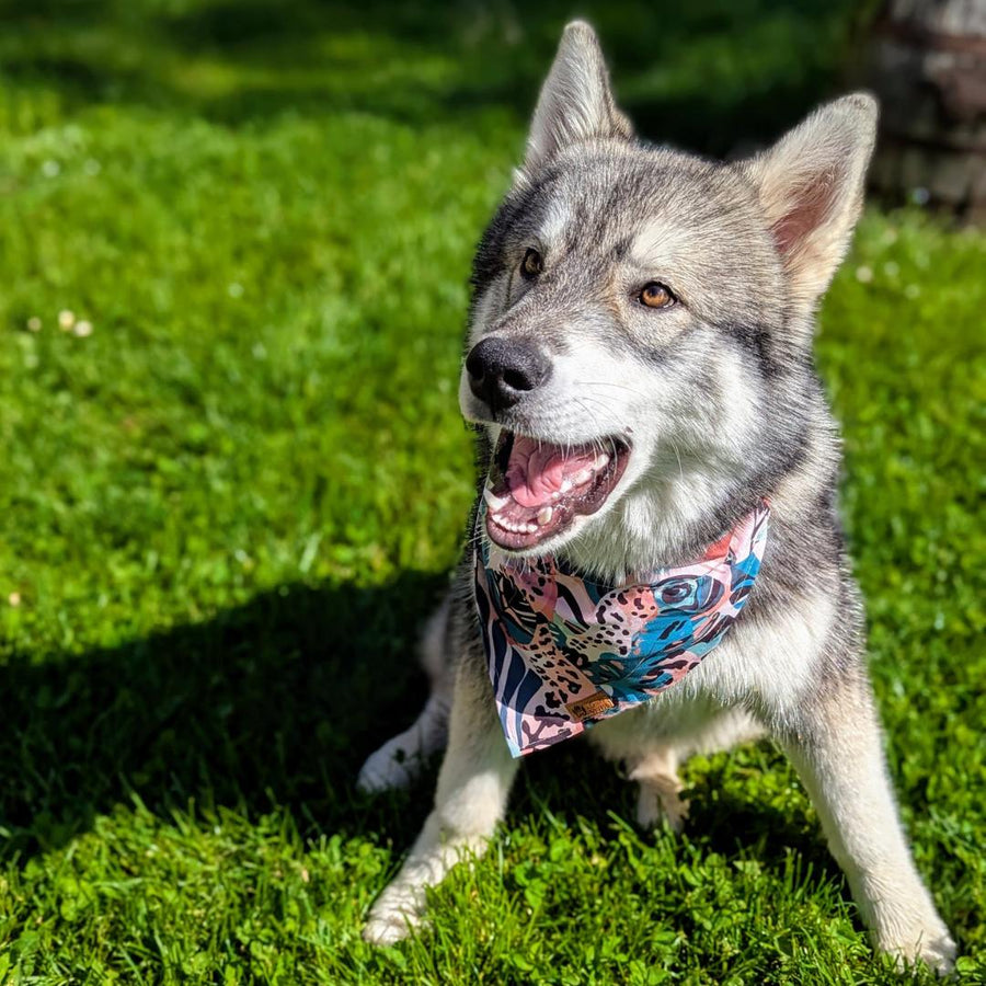 Un chien Malamute se trouve dans l'herbe, la gueule ouverte, en train de porter le collier bandana de la gamme Savane.
