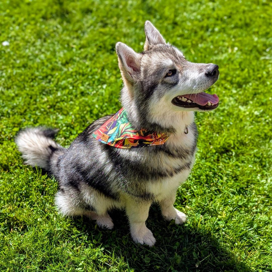 Malamute assis dans l'herbe et portant le collier bandana pour chien tropical aux couleurs éclatantes vert, rouge, jaune et violet 