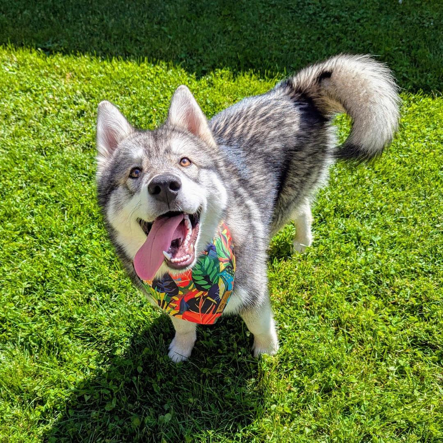 Malamute debout et tirant la langue, heureux, portant le bandana tropical aux belles couleurs vert, rouge, jaune et violet de chez Goofy Goldens