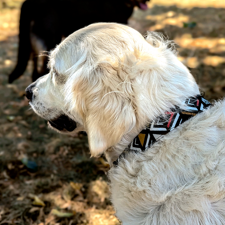 Superbe collier chien de la collection Aztèque porté par un Golden retriever blanc et photographié de dos. 