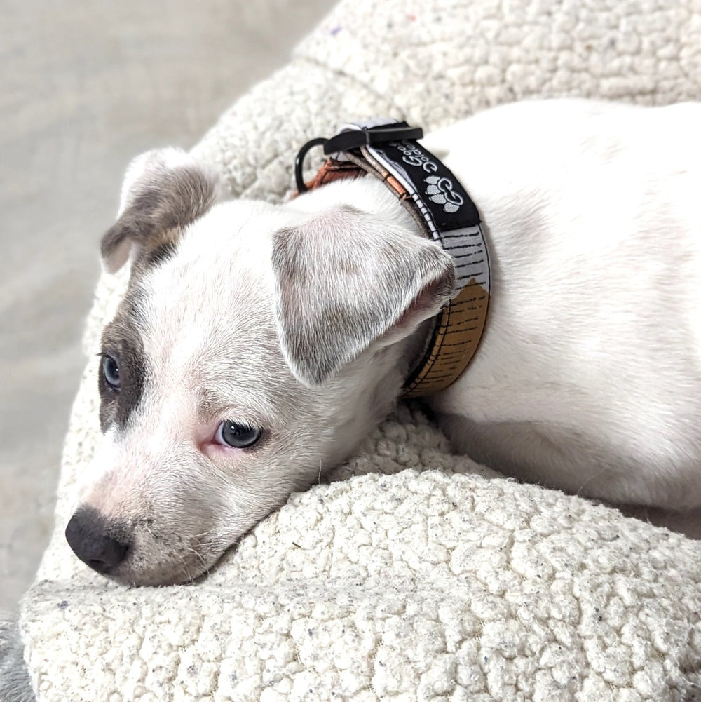 Magnifique chiot staffie portant un collier pour chien de la collection Automne et se reposant sur un coussin. 