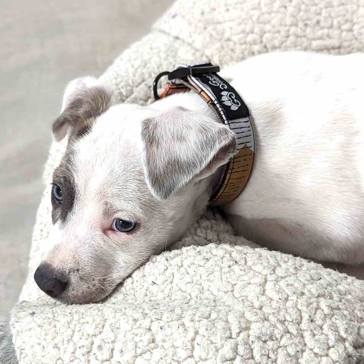 Collier tissu pour chien Automne