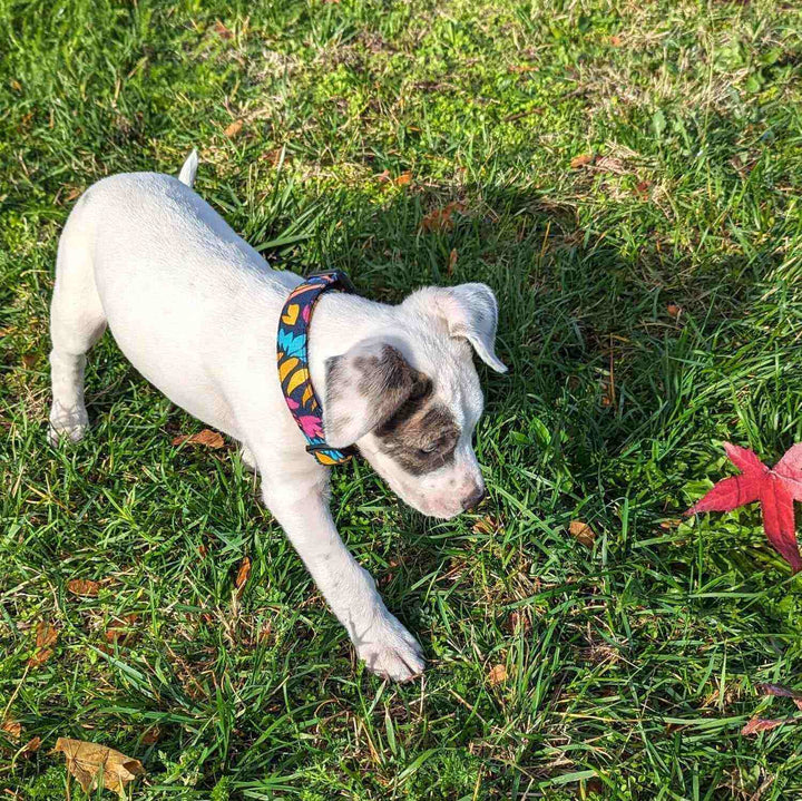 Collier tissu pour chien Envoûtant