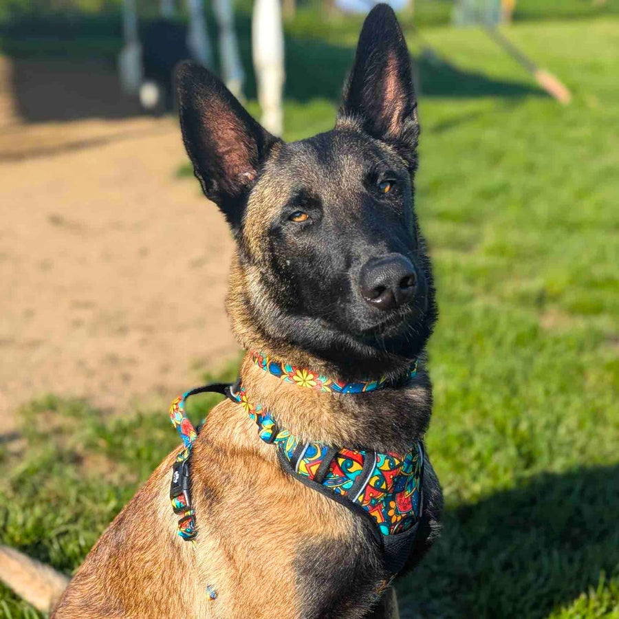 Chien assis dans l’herbe, fixant l’objectif, portant le harnais anti-traction et le collier de la collection Mandala aux couleurs vibrantes de vert, rouge, jaune et bleu.
