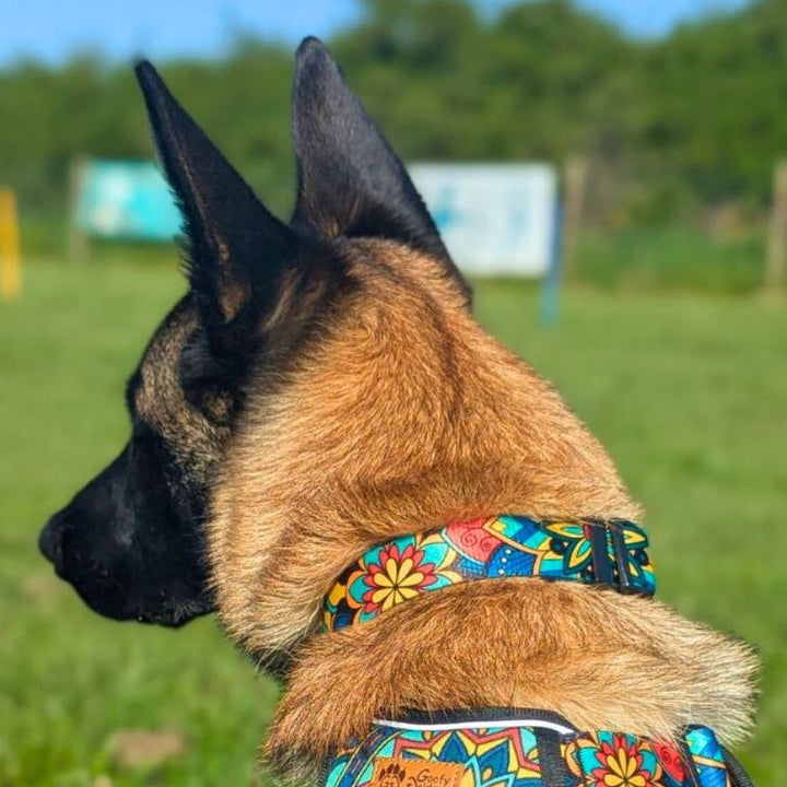 Mandala Dog Collar
