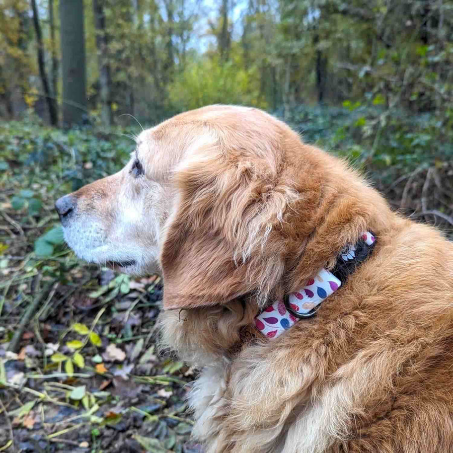 golden retriever zommé de près dans une foret portant le collier pour chien Pétales 