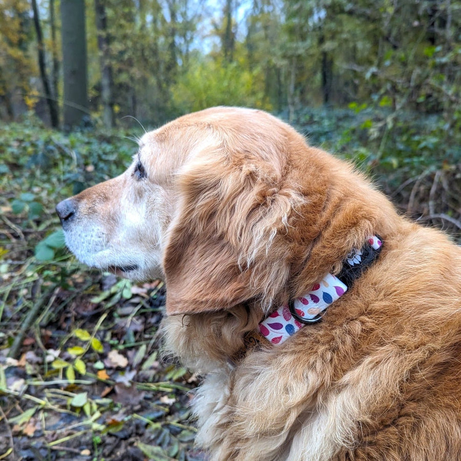 Collier pour chien Goofy Goldens , collection Pétales. Ici, le collier de taille L est porté par un Golden retriever ayant un pelage abondant et dense