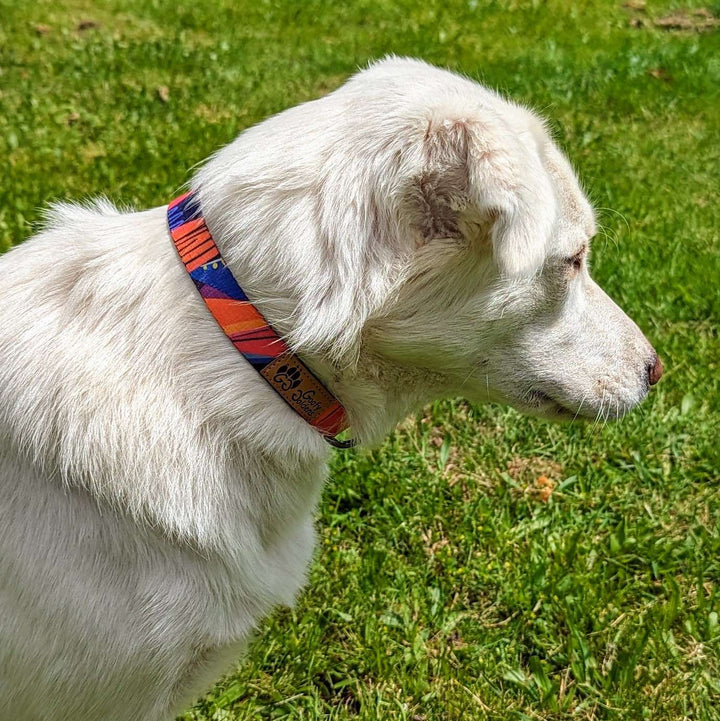 Collier chien Panache couleur fuchsia orange et bleu, original et léger porté par un joli chien blanc. la photo est prise de côté pour distinguer le collier