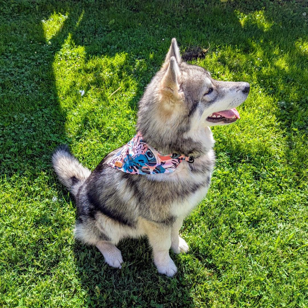 Collier et bandana pour chien Savane