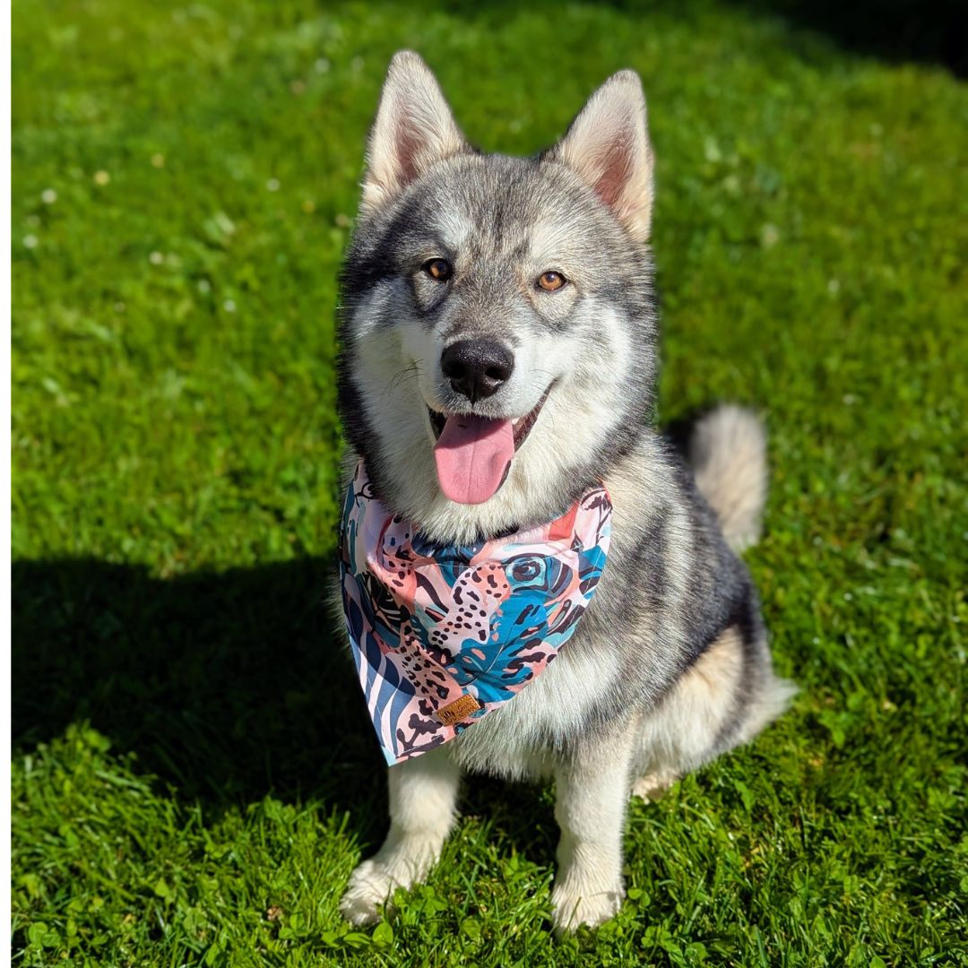 Bandana pour chien Savane