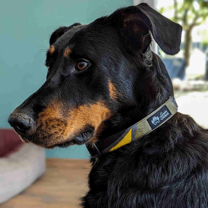 Collier tissu pour chien Elégant