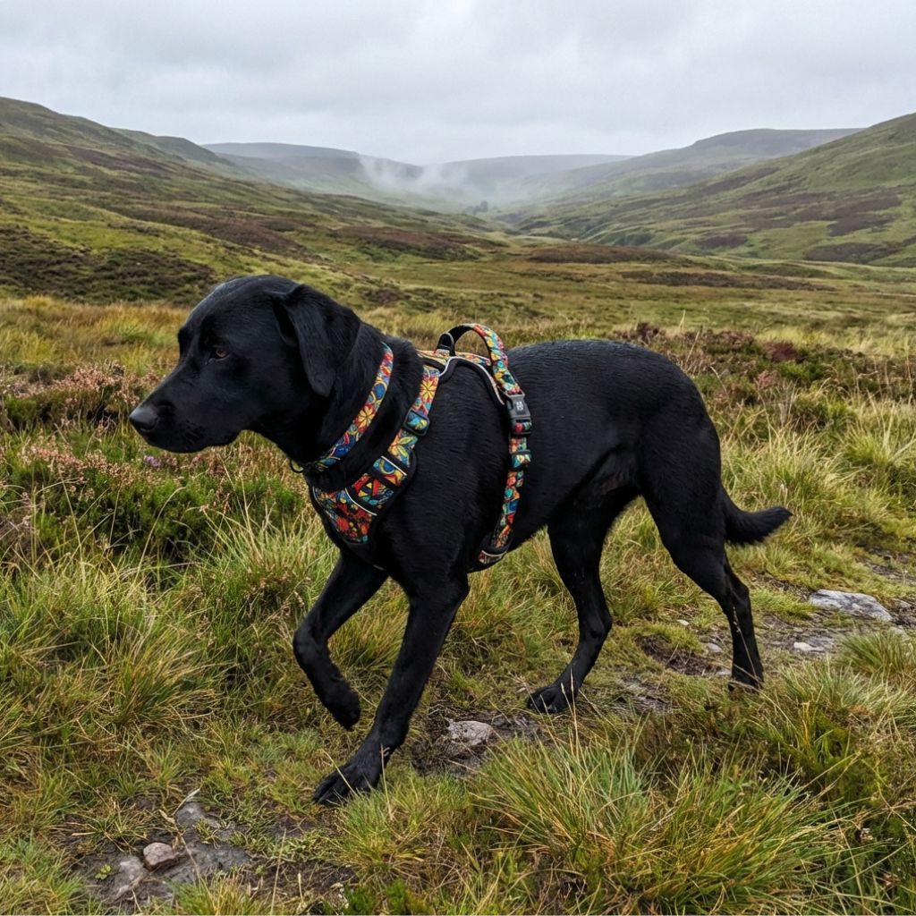 On peut observer un labrador noir en promenade en montagne, équipé d’un ensemble collier et harnais confort Mandala.