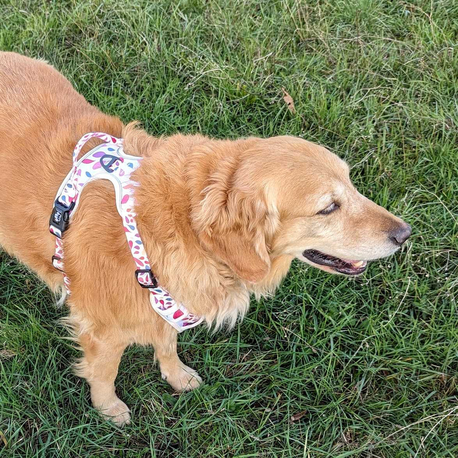 Chien debout et souriant dans l'herbe et portant un harnais Pétales aux couleurs bleu rose jaune et orange