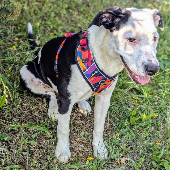 Superbe harnais original Panache, coloré et magnique porté par un chien assis croisé staffie 