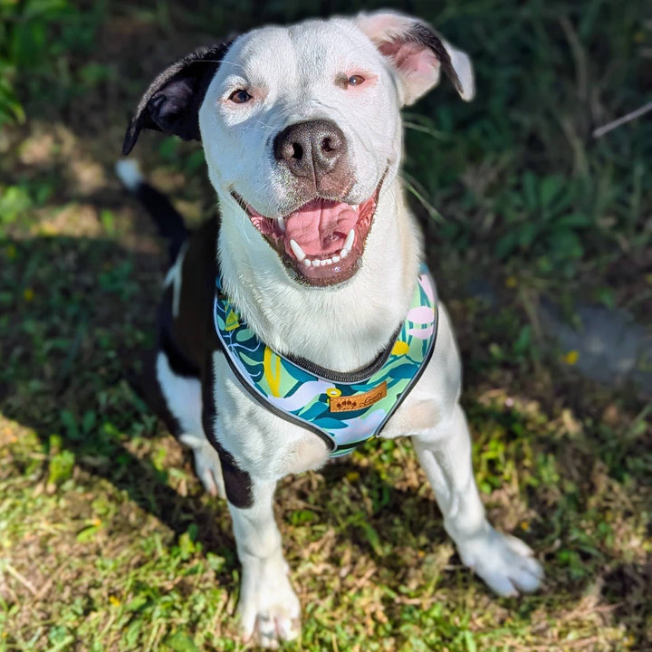 Chien staffie assit qui sourit et porte le joli harnais classique coloré Récif aux couleurs bleu vert turquoise et jaune 