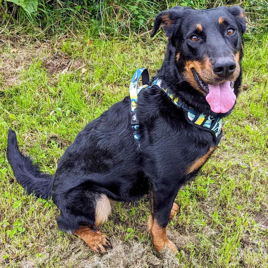 Un Beauceron noir assis portant un harnais anti-traction pour chien tendance et stylé de la marque Goofy Goldens.