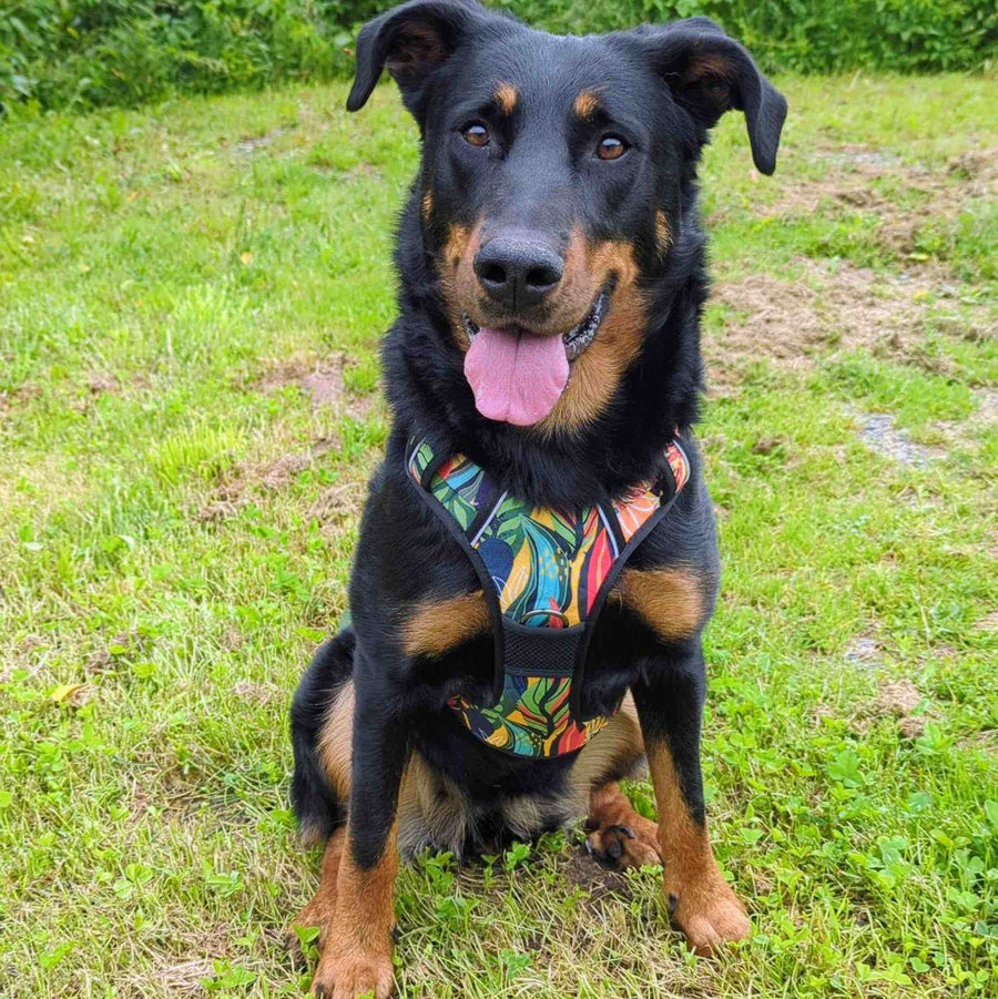 Beauceron assis sur l'herbe et montrant son poitrail, portant un harnais original tropical vert, rouge, jaune et bleu de chez Goofy Goldens