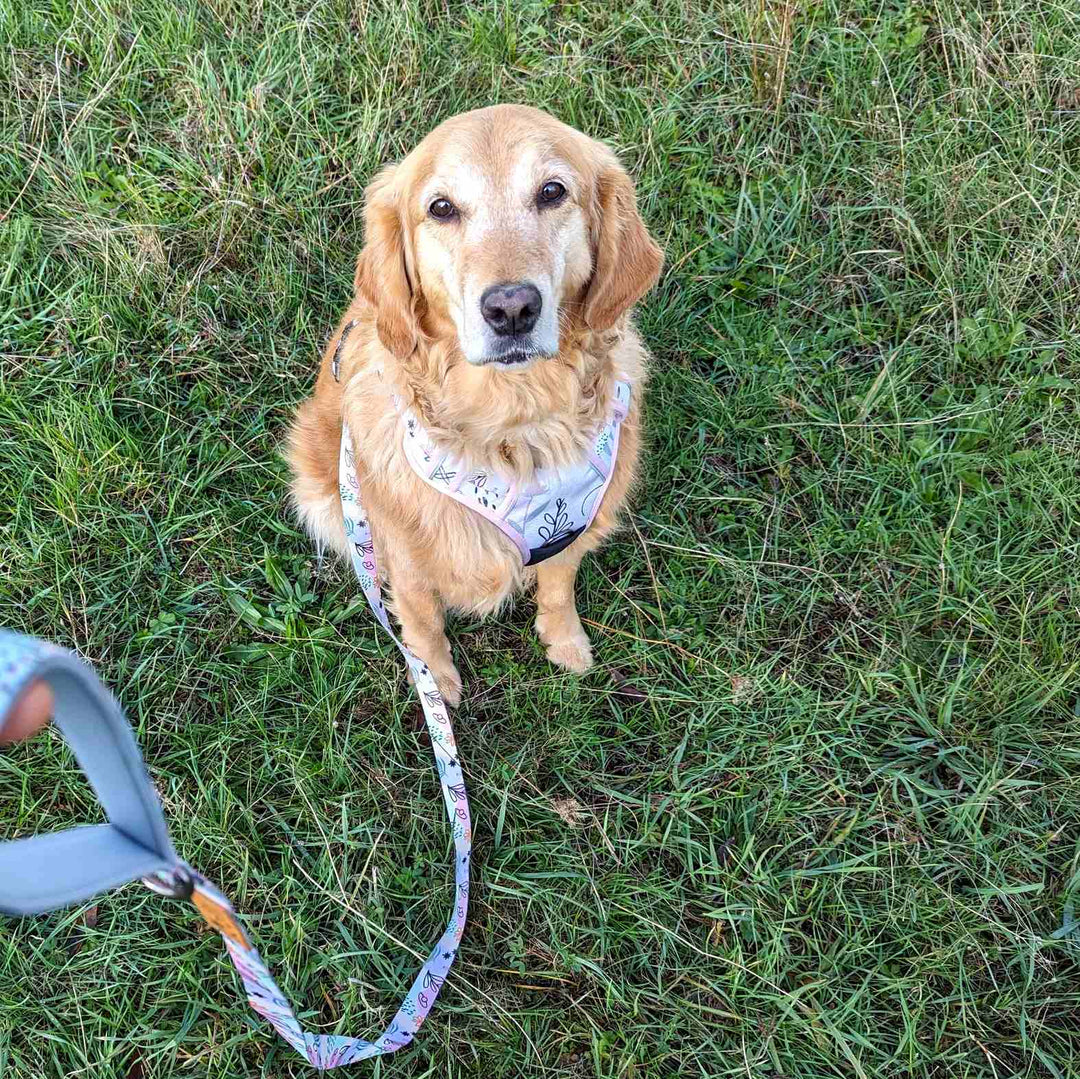 Chienne golden retriever assise et portant un harnais anti traction et laisse Pastel aux couleurs rose vert et bleu