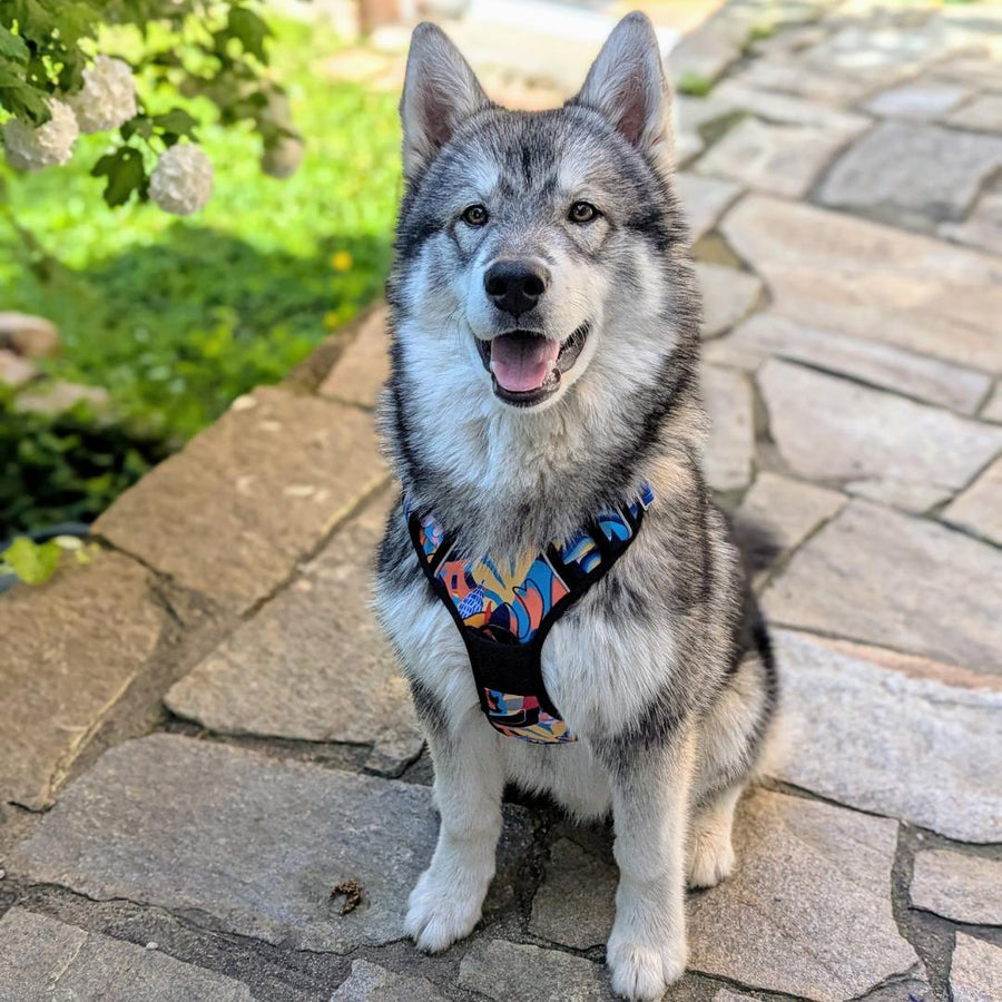 Jolie chien assis face à l'objectif portant le harnais anti-traction de la collection Lagon.