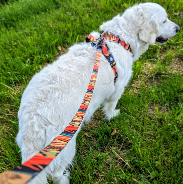 Photo d'un chien blanc de dos montrant la laisse Tropical attaché à un harnais anti-traction de la même collection.