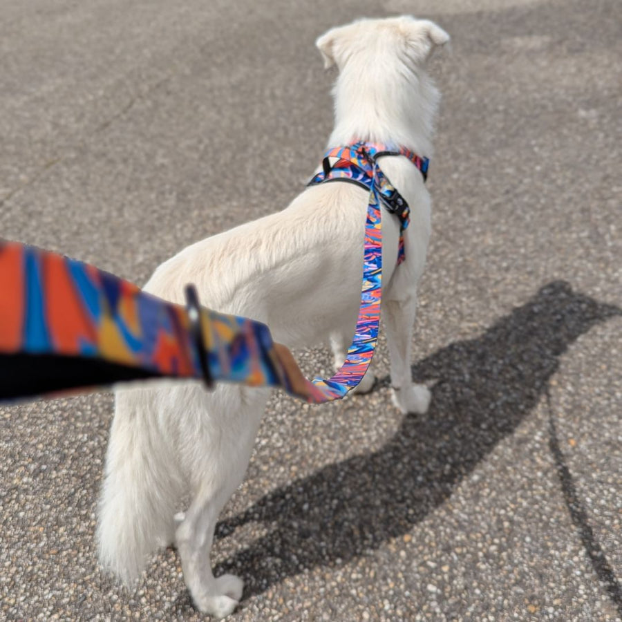 Ensemble laisse et harnais de la collection Lagon de chez Goofy Goldens. Ici, un chien blanc porte cet ensemble aux mélanges de bleu, rouge, orange, jaune et noir