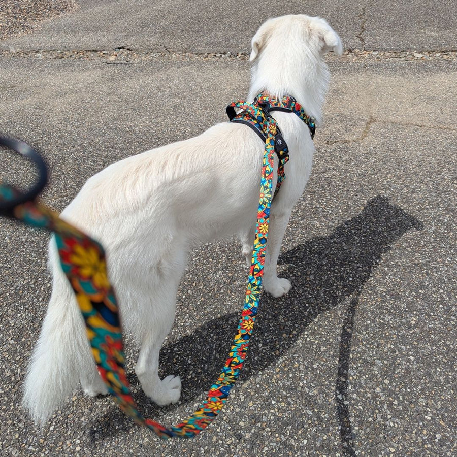 Chien blanc en balade, équipé de son harnais anti-traction de la gamme Mandala et laisse assortie.