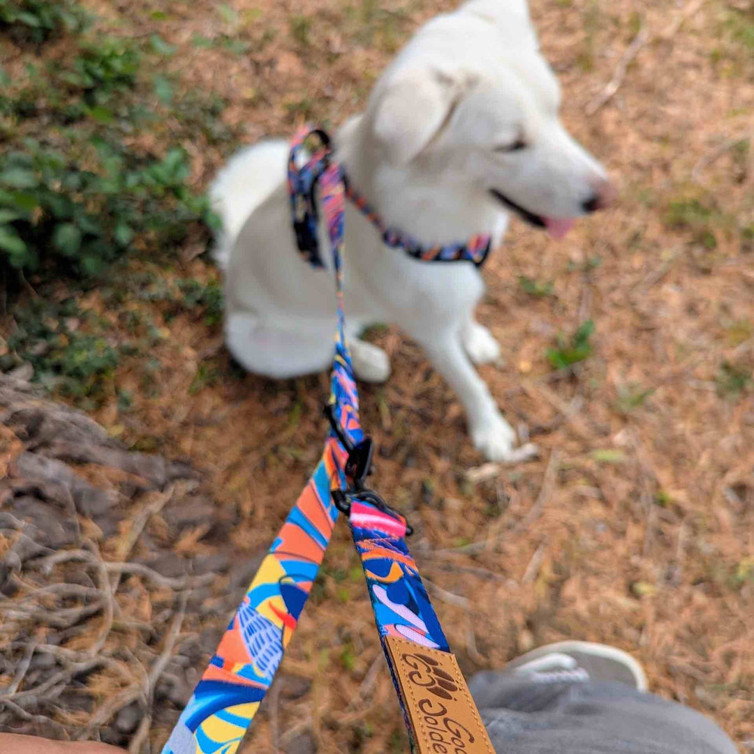 Laisse pour chien Lagon multiposition