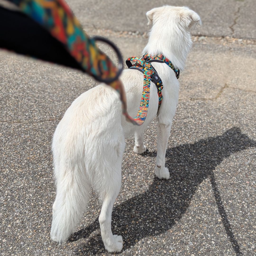 Laisse pour chien Mandala