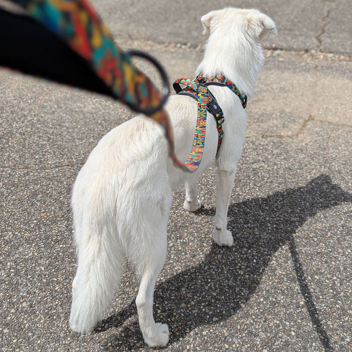 Laisse pour chien Mandala